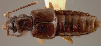 Media type: image;   Entomology 27481 Aspect: habitus dorsal view